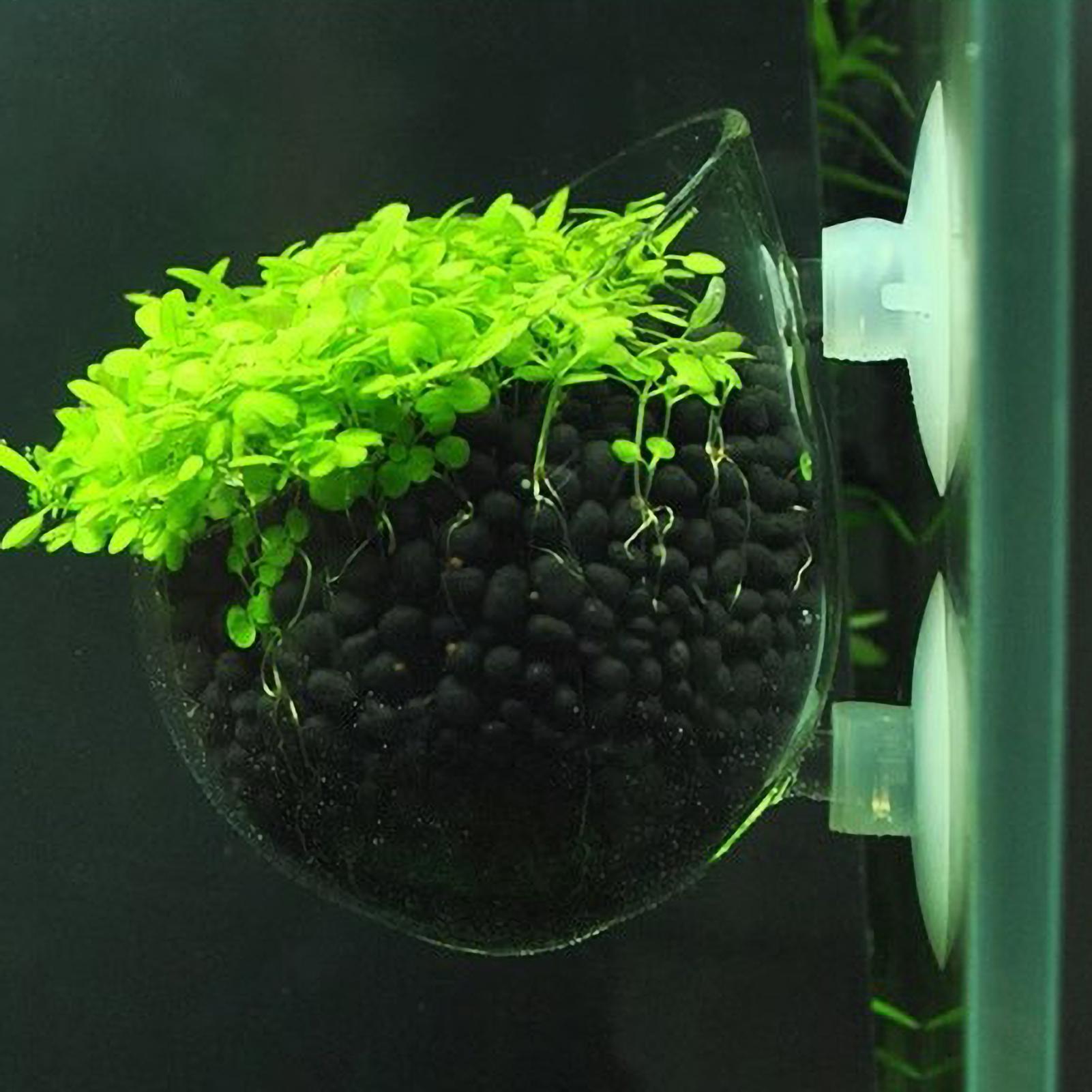 Aquarium Planted Tank Substrate - Support pour plantes d'aquarium en verre