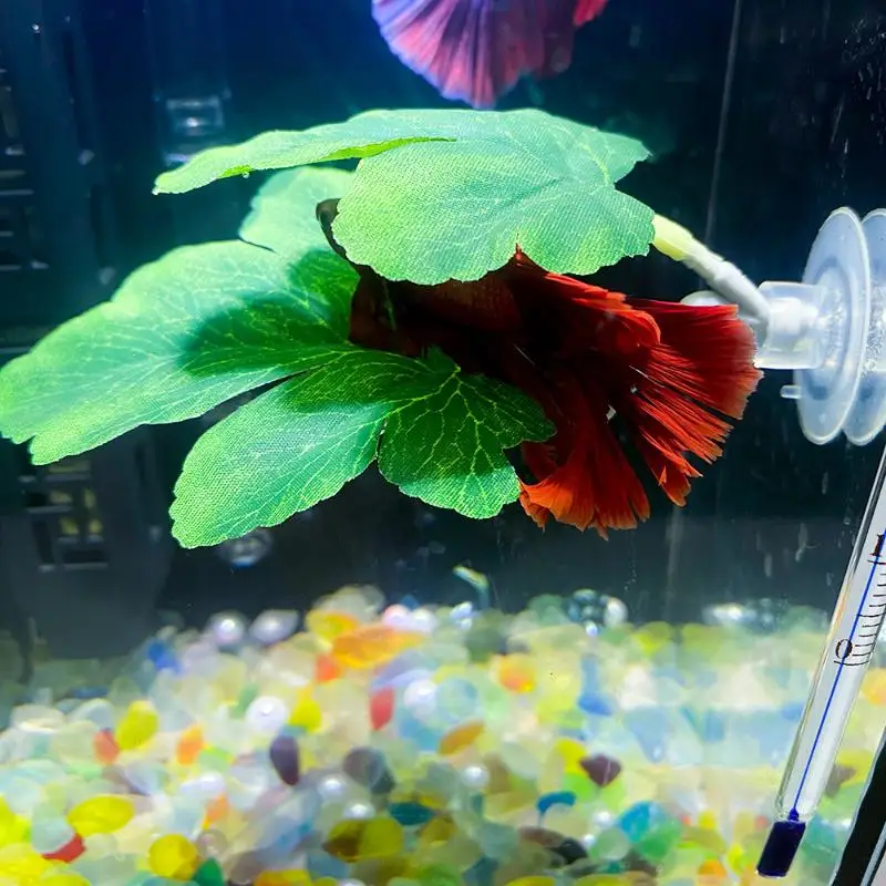Planted Aquarium Betta - Betta feuille de poisson hamac Aquarium