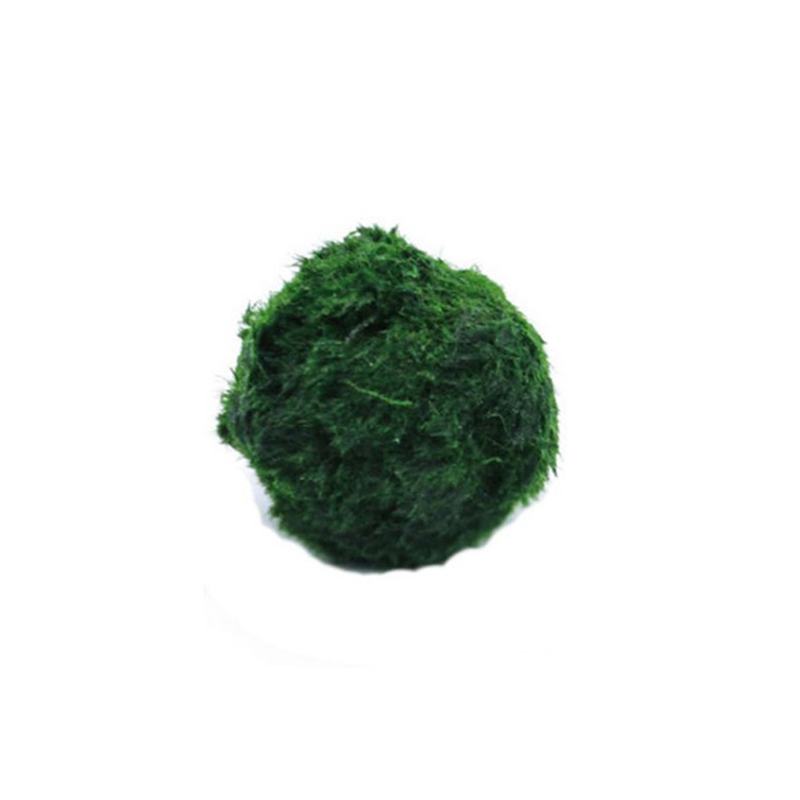 Aquarium Planted Tank Substrate - Boules de mousse Marimo, plante d'aquarium