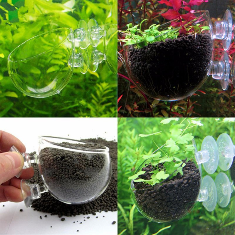 Aquarium Plant Seeds - Tasse à intervalles en verre avec