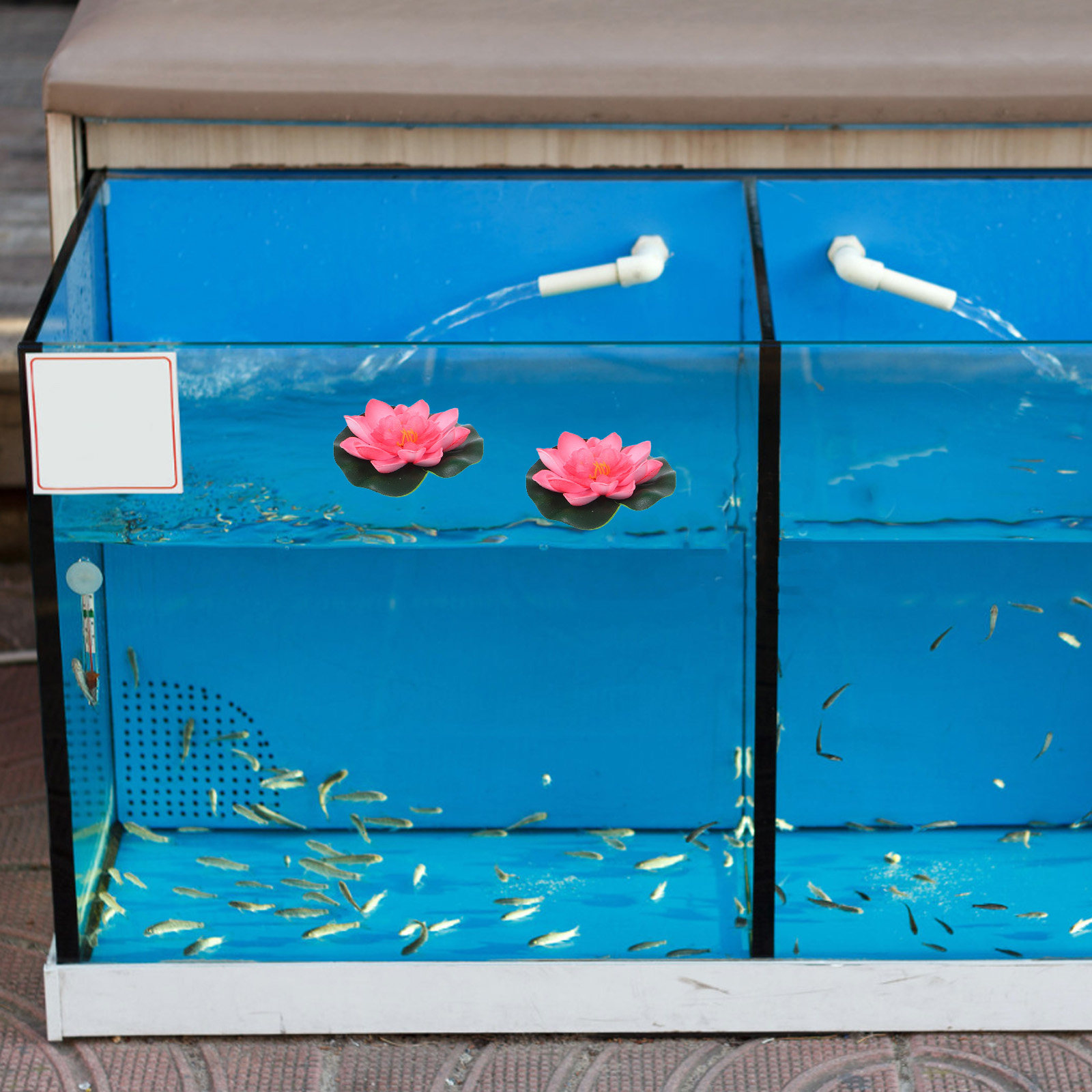 12 pièces de fleurs de lotus a - Aquarium Plant Original avis et prix
