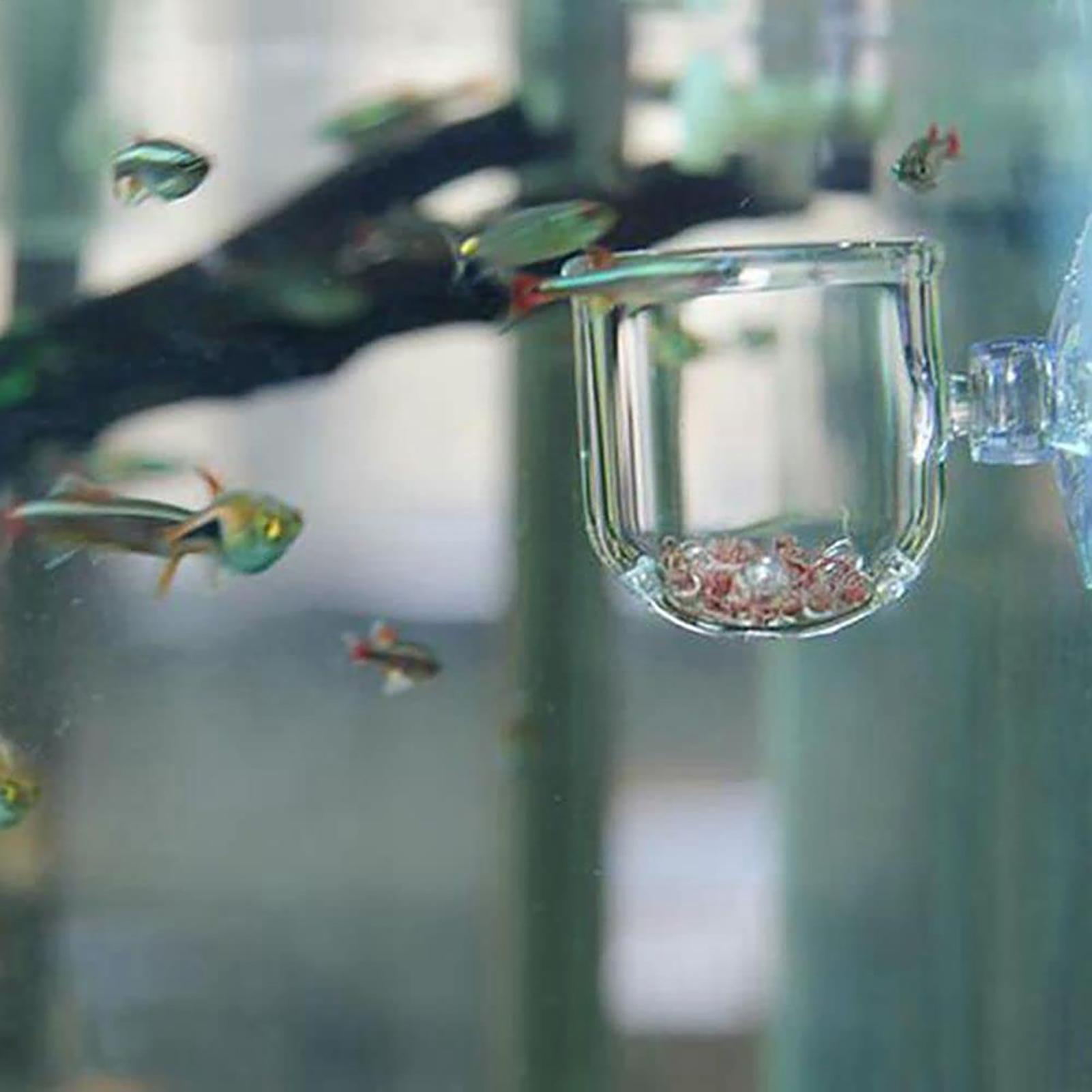Pot de plantes d'aquarium, tas - Aquarium Plant Seeds avis et prix