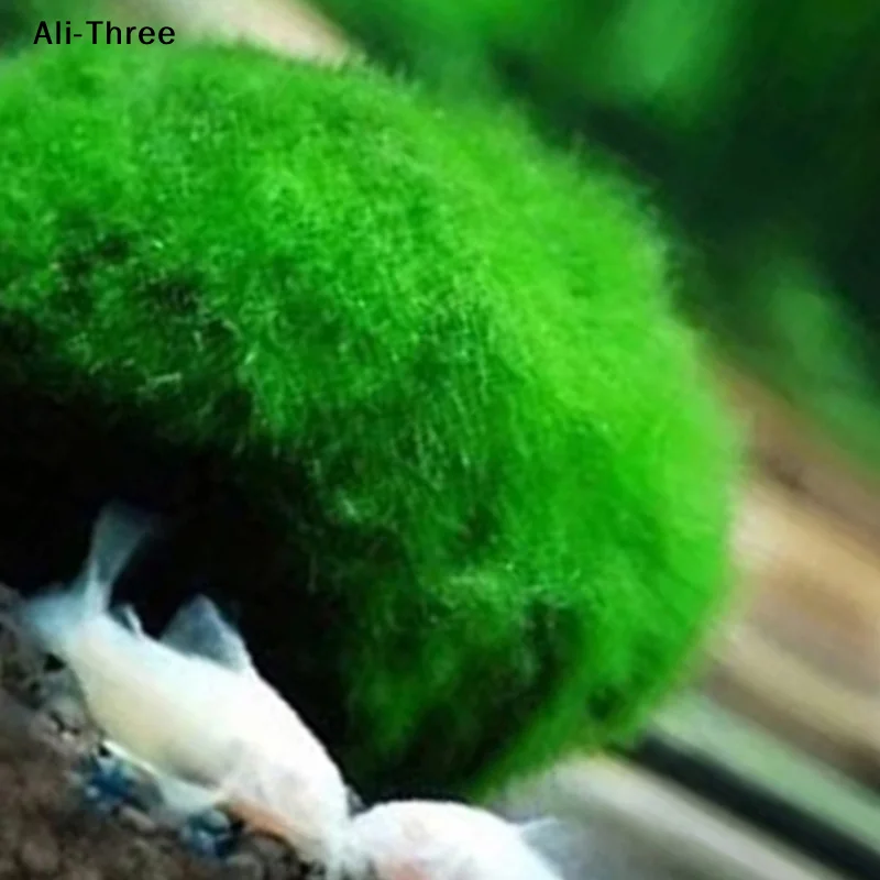 1 pièce Boules de mousse de 3- - Aquarium Planted Tank Substrate avis et prix