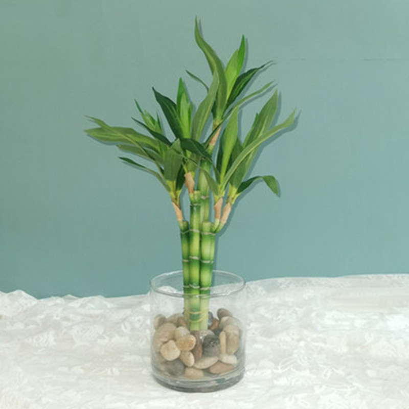 Nouvelle plante artificielle B - Aquarium Plant Nursery avis et prix