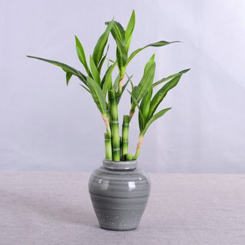 Nouvelle plante artificielle B - Aquarium Plant Nursery avis et prix