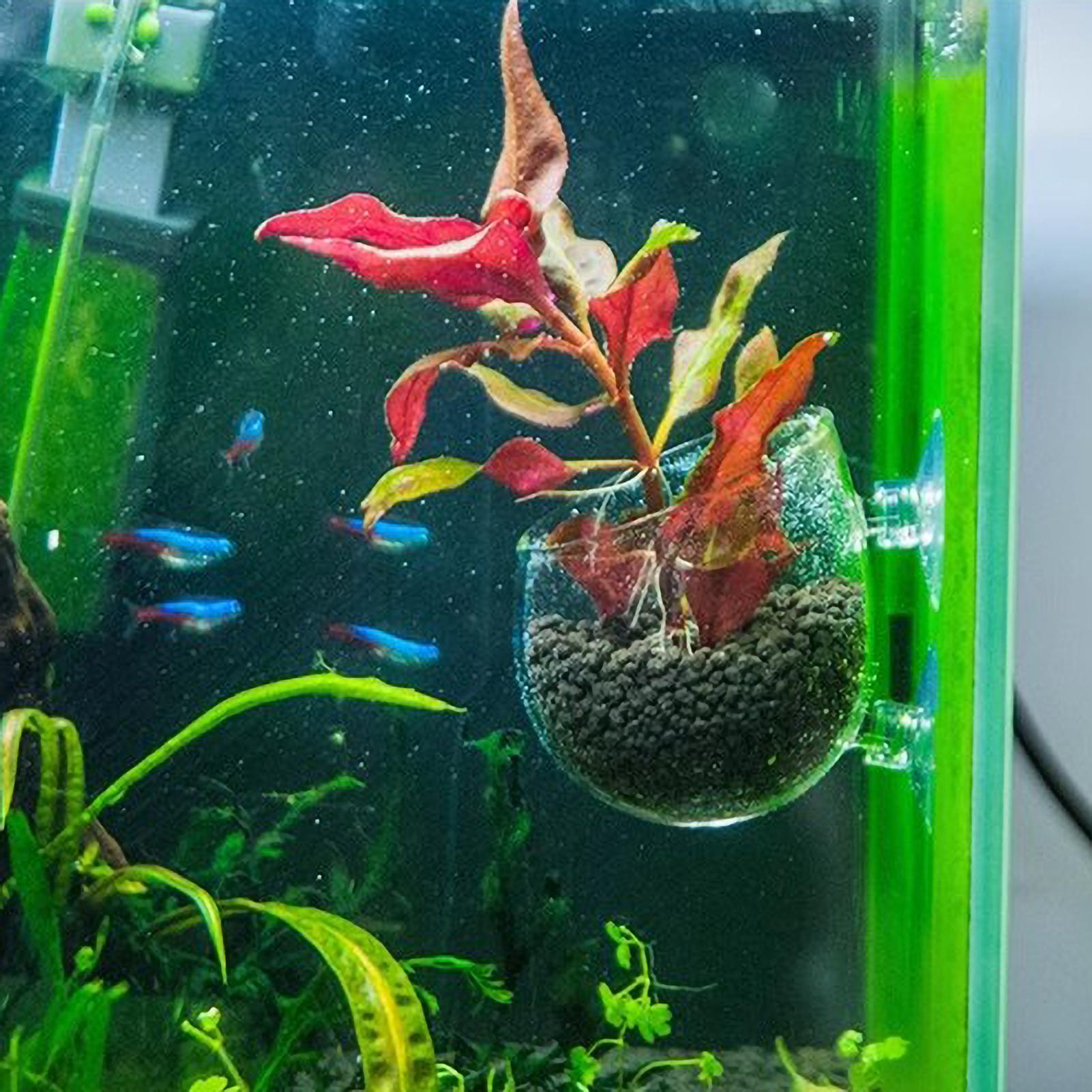 Support pour plantes d'aquariu - Aquarium Planted Tank Substrate avis et prix