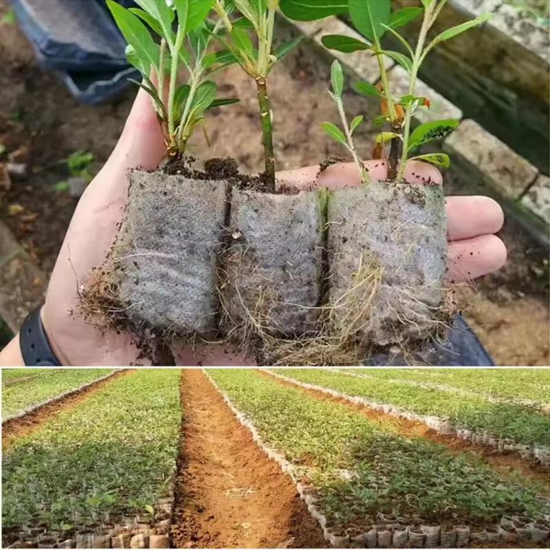100 sacs de pépinière biodégra - Tissue Culture Plant avis et prix