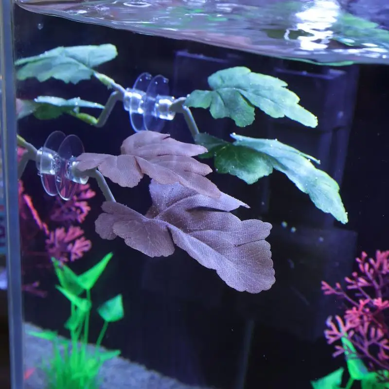 Betta feuille de poisson hamac - Planted Aquarium Betta avis et prix