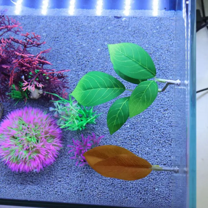 Betta feuille de poisson hamac - Planted Aquarium Betta avis et prix