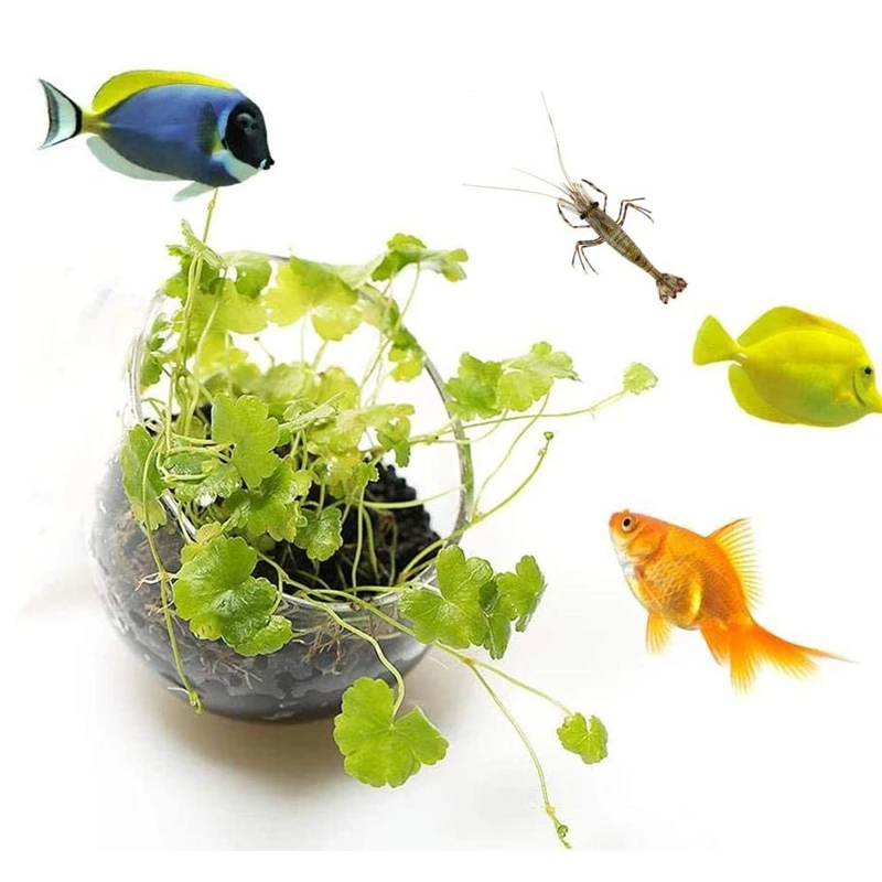 Pot de plantes d'aquarium, tas - Aquarium Plant Seeds avis et prix