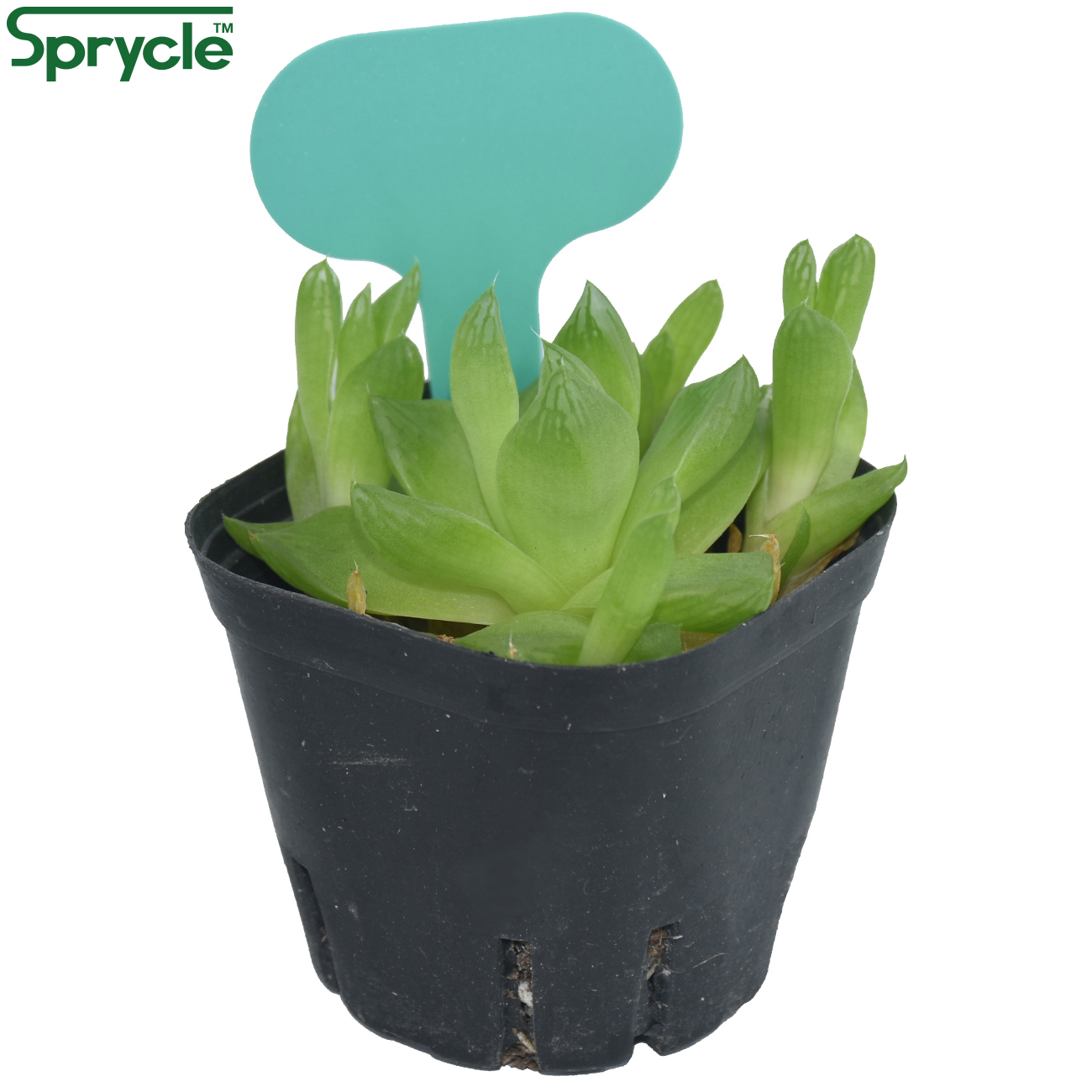 SPRINCLE-Marqueurs de Plantes  - Tissue Culture Plant avis et prix