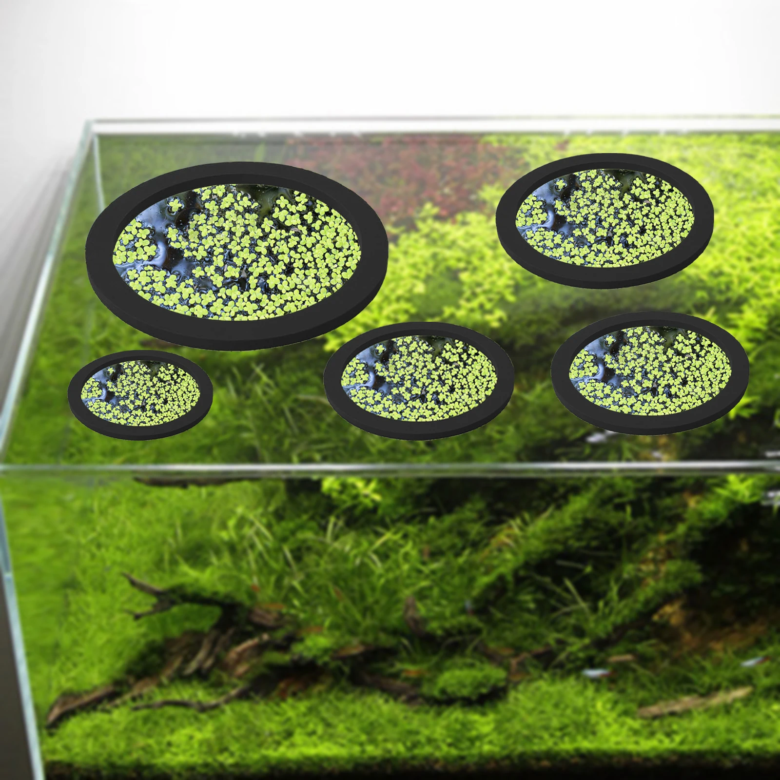 Anneaux d'Alimentation pour Aq - Aquarium Plant Original avis et prix