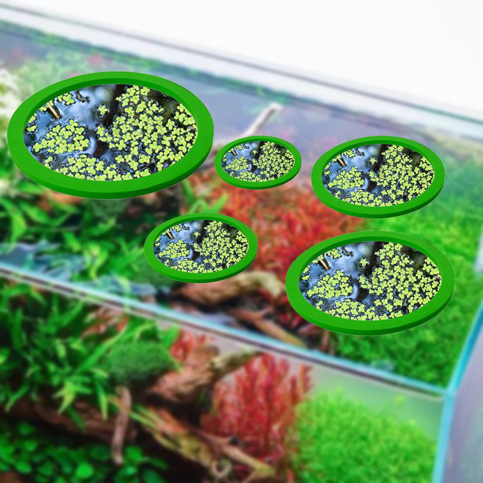 Anneaux d'Alimentation pour Aq - Aquarium Plant Original avis et prix