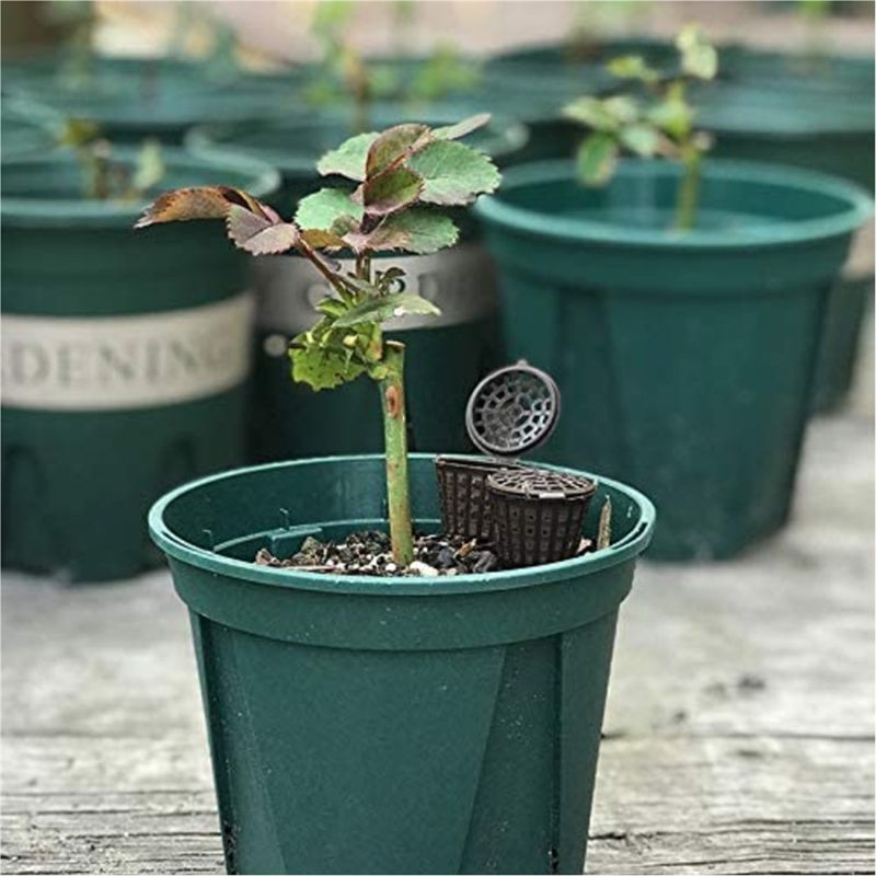 ABUH-Garden : Lot de 100 panie - Planted Aquarium Fertilizer avis et prix