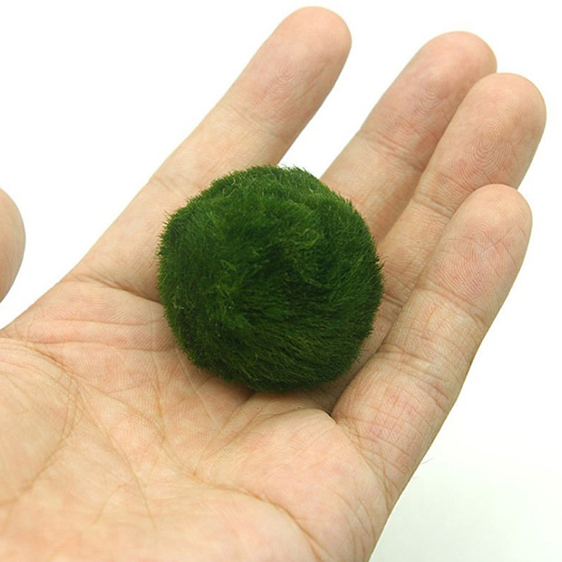 Boules de mousse Marimo, plant - Aquarium Planted Tank Substrate avis et prix