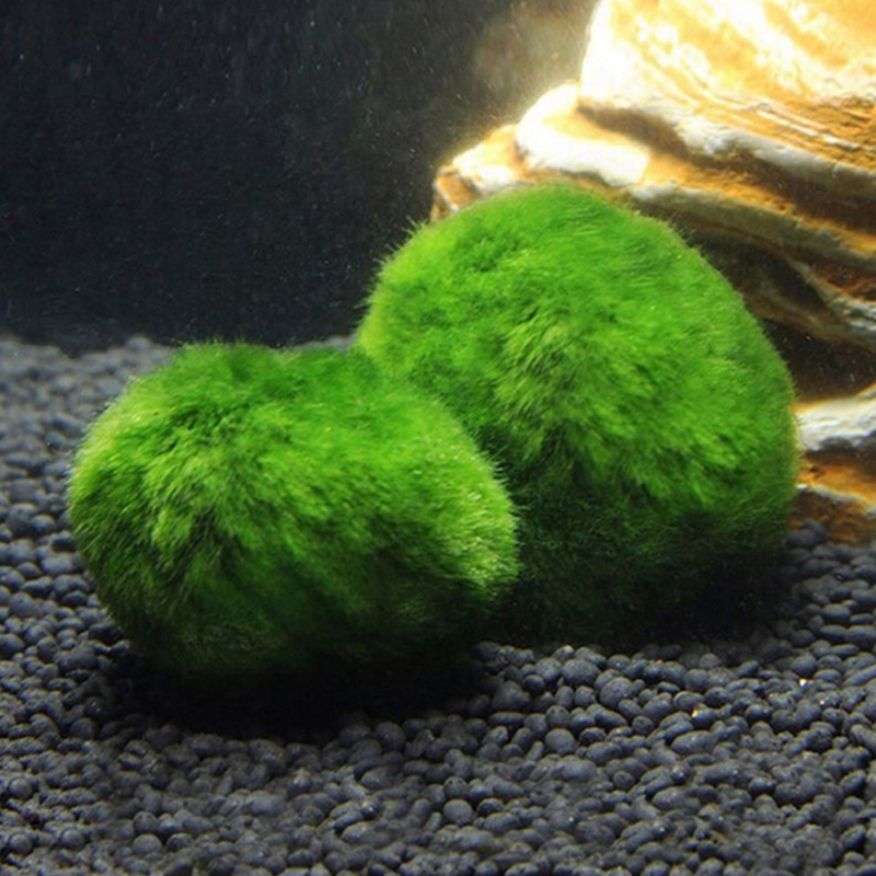 Boules de mousse Marimo, plant - Aquarium Planted Tank Substrate avis et prix