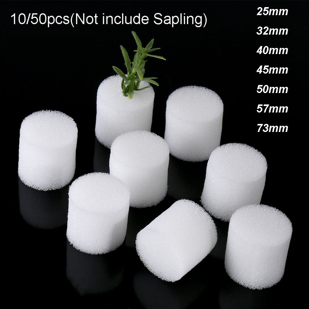 10/50pcs Durable Fournitures D - Aquarium Plant Seeds avis et prix