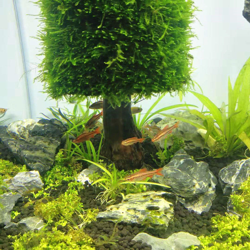 Décoration d'aquarium avec pla - Aquarium Plant Seeds avis et prix