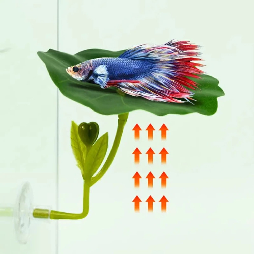 1 pièce de hamac pour poissons - Planted Aquarium Betta avis et prix