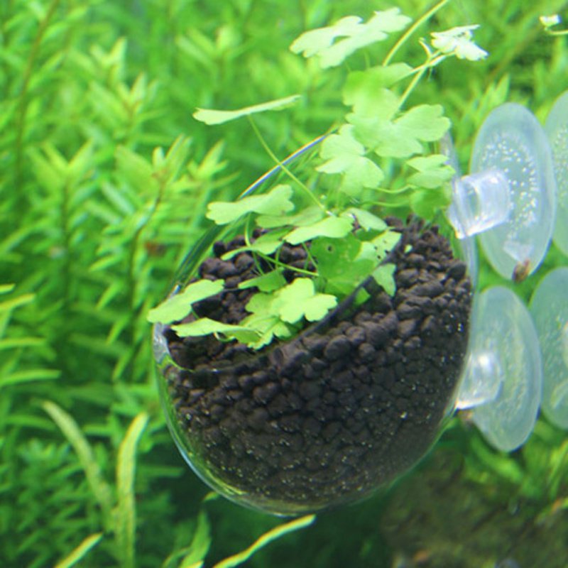 Tasse à intervalles en verre a - Aquarium Plant Seeds avis et prix