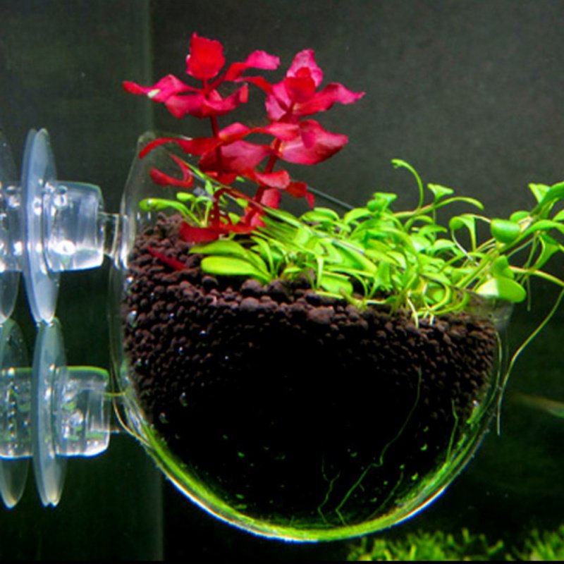 Tasse à intervalles en verre a - Aquarium Plant Seeds avis et prix