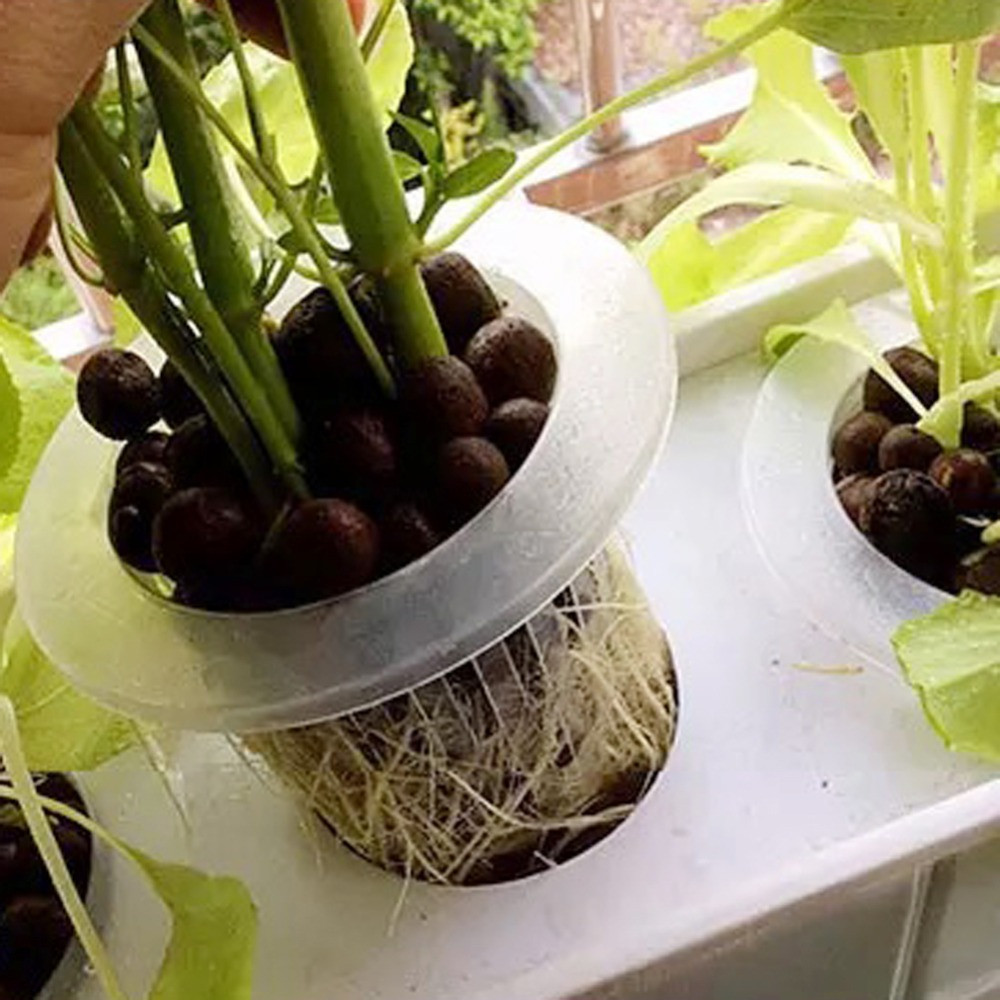 Plateaux de graines hydroponiq - Aquarium Plant Seeds avis et prix