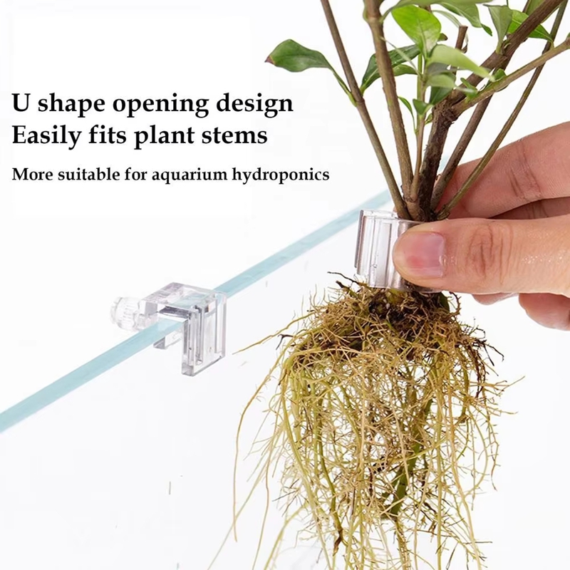 Vente Flash : 6 pièces de pinc - Planted Aquarium For Sale avis et prix