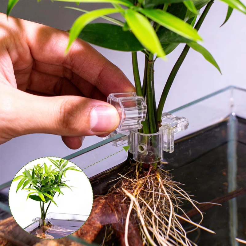 Vente Flash : 6 pièces de pinc - Planted Aquarium For Sale avis et prix