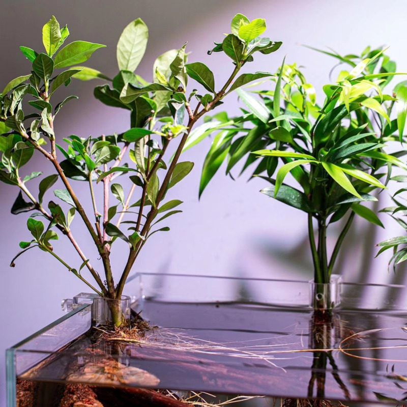 Vente Flash : 6 pièces de pinc - Planted Aquarium For Sale avis et prix